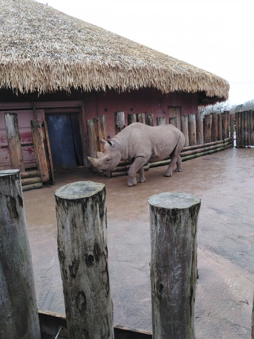 Eastern Black Rhinoceros 2020