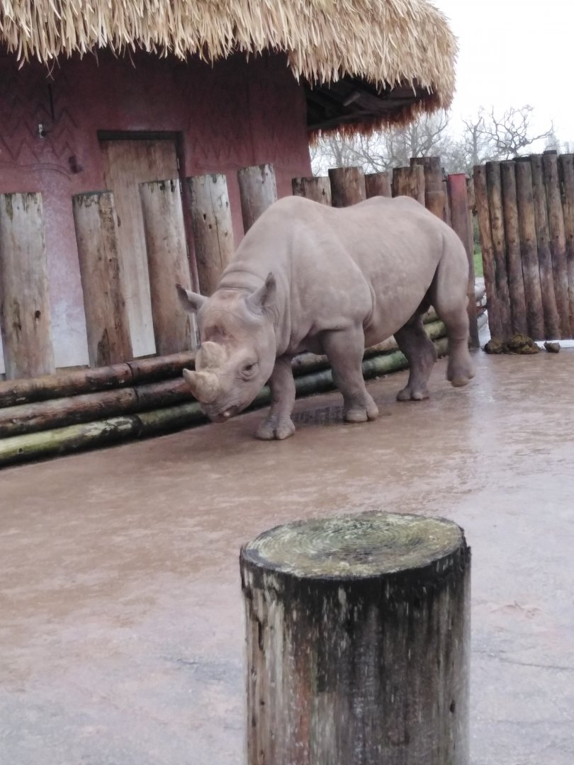 Eastern Black Rhinoceros 2020