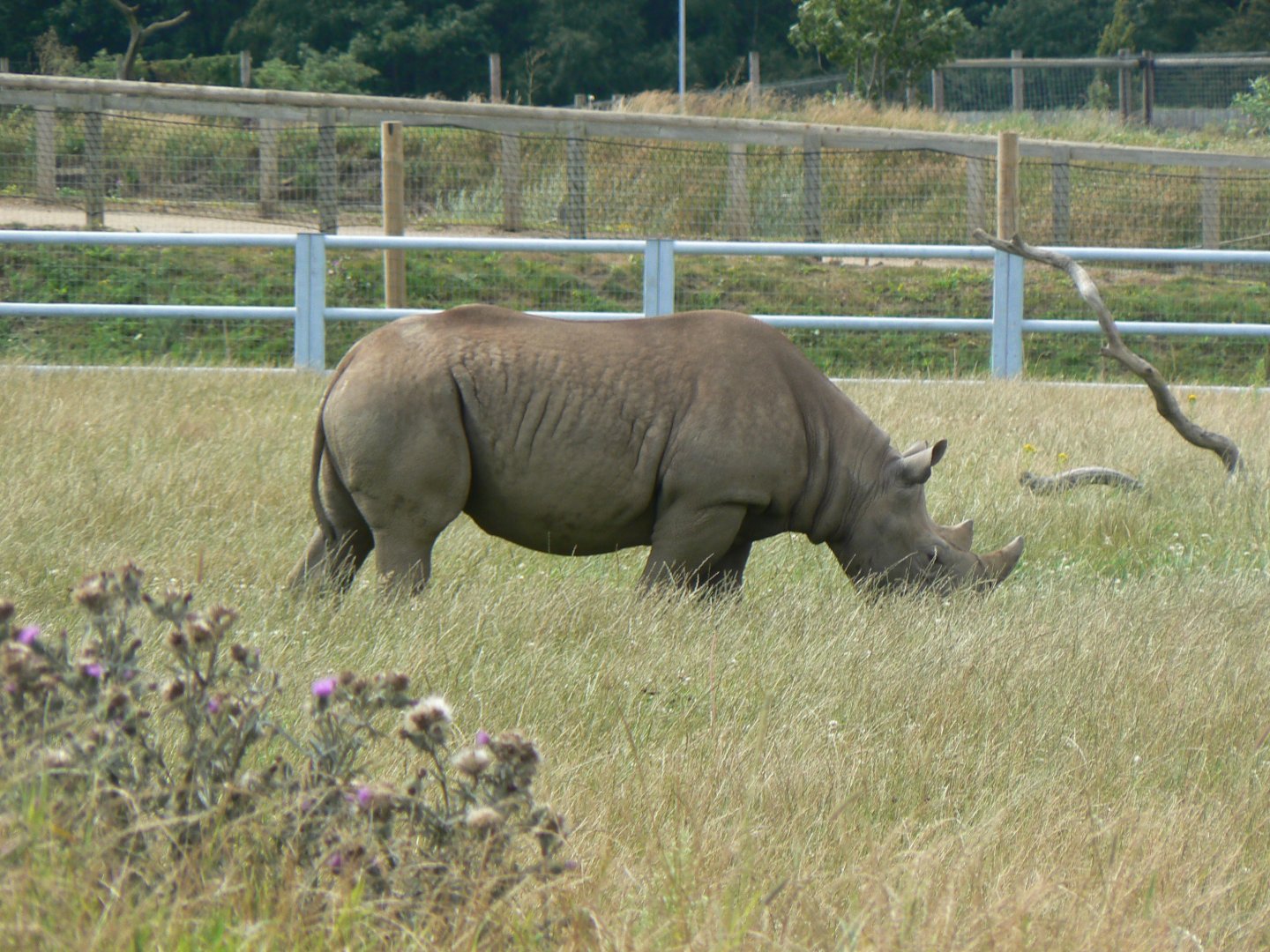 Eastern Black Rhinoceros - 21 July 2017