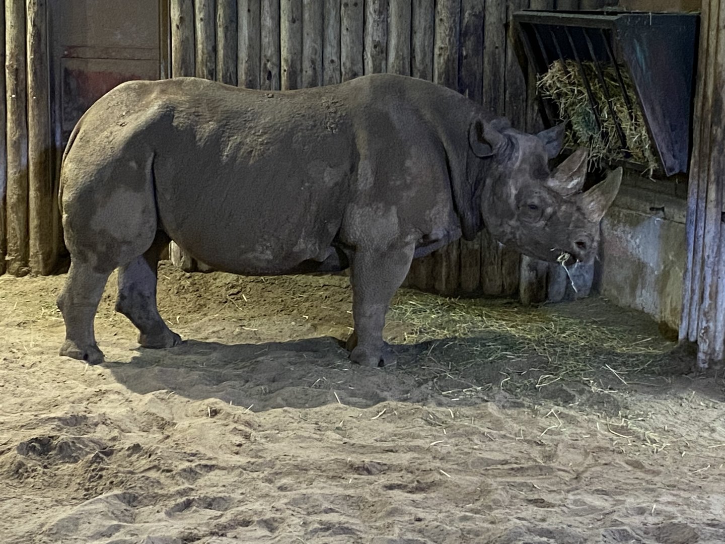 Eastern black rhinoceros 221022