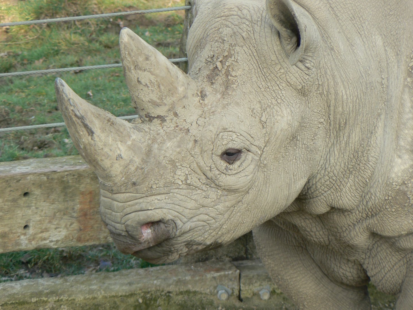 Eastern Black Rhinoceros - 24 February 2019