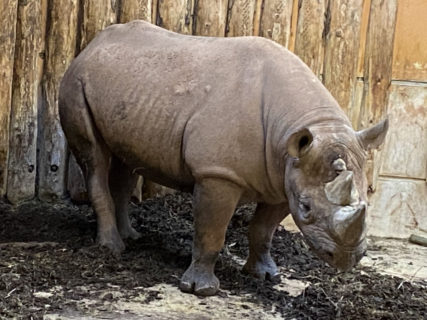 Eastern black rhinoceros 240222