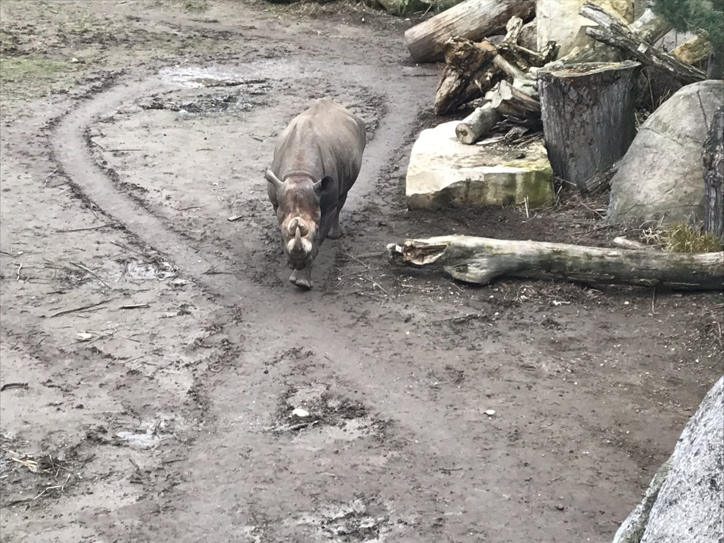 Eastern black rhinoceros 280118