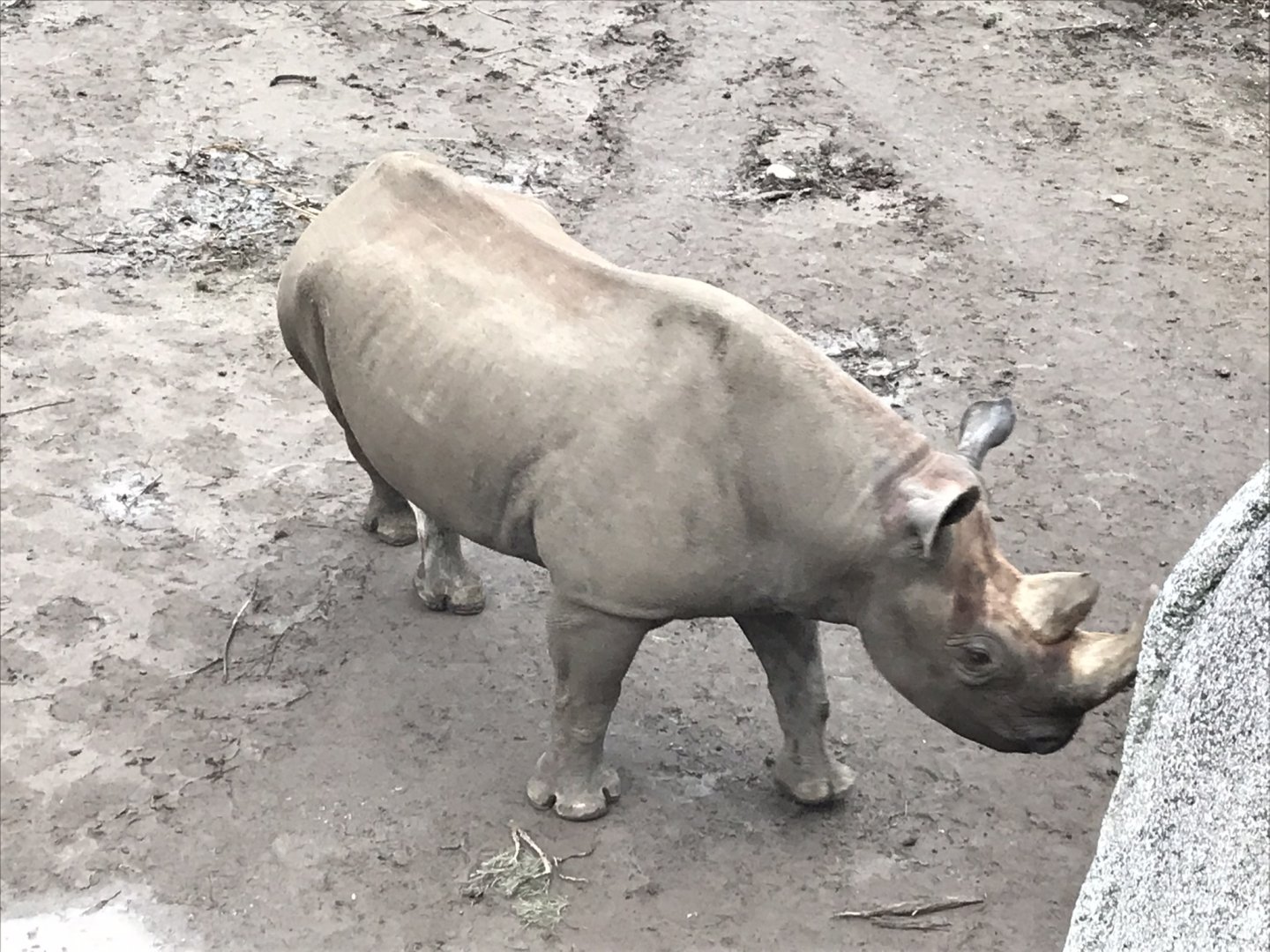 Eastern black rhinoceros 280118