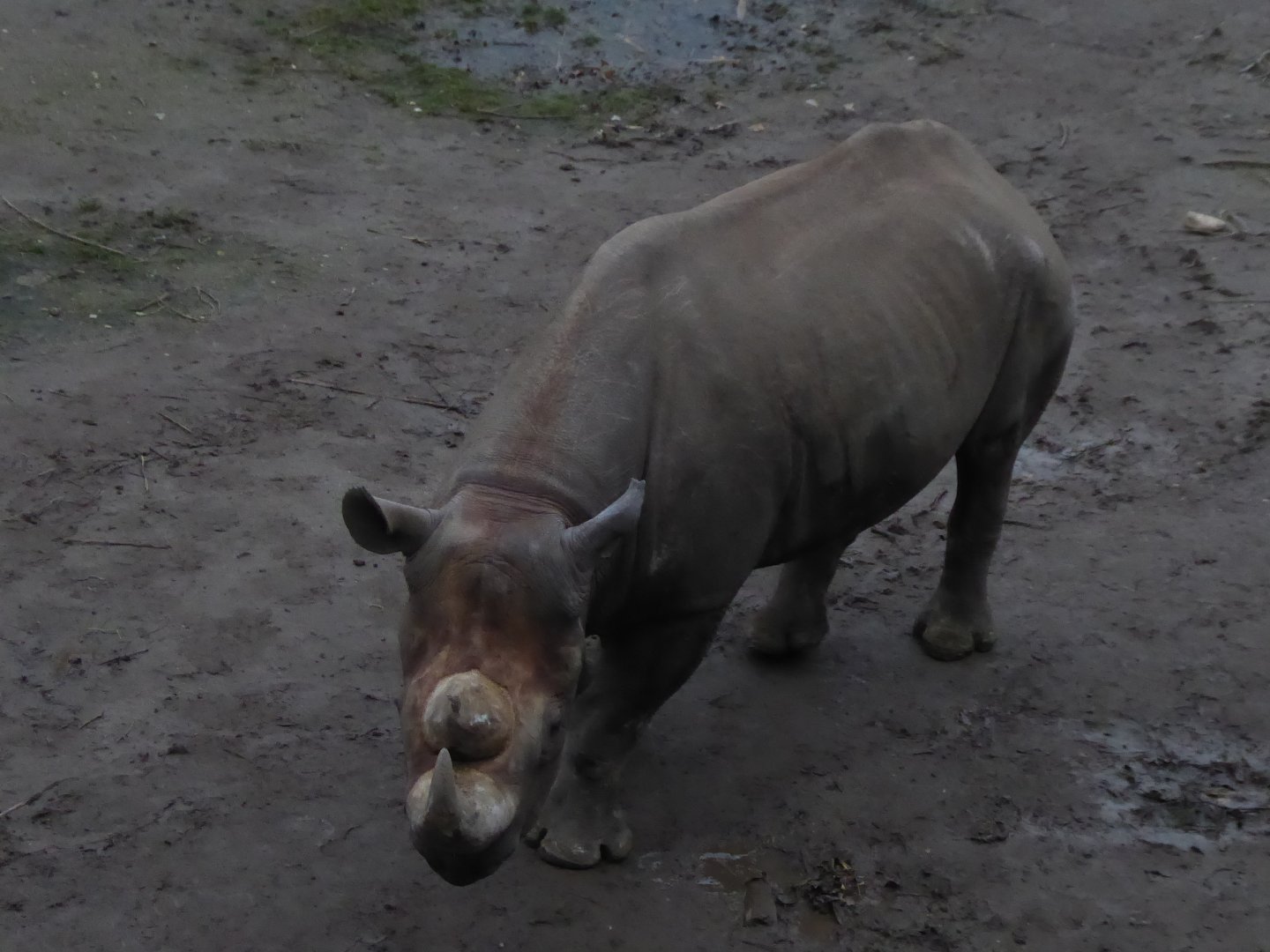 Eastern black rhinoceros 280118