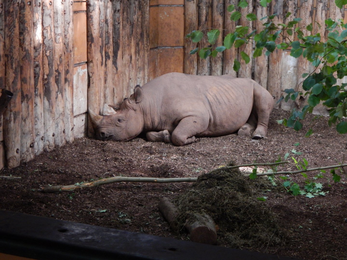 Eastern black rhinoceros 290923