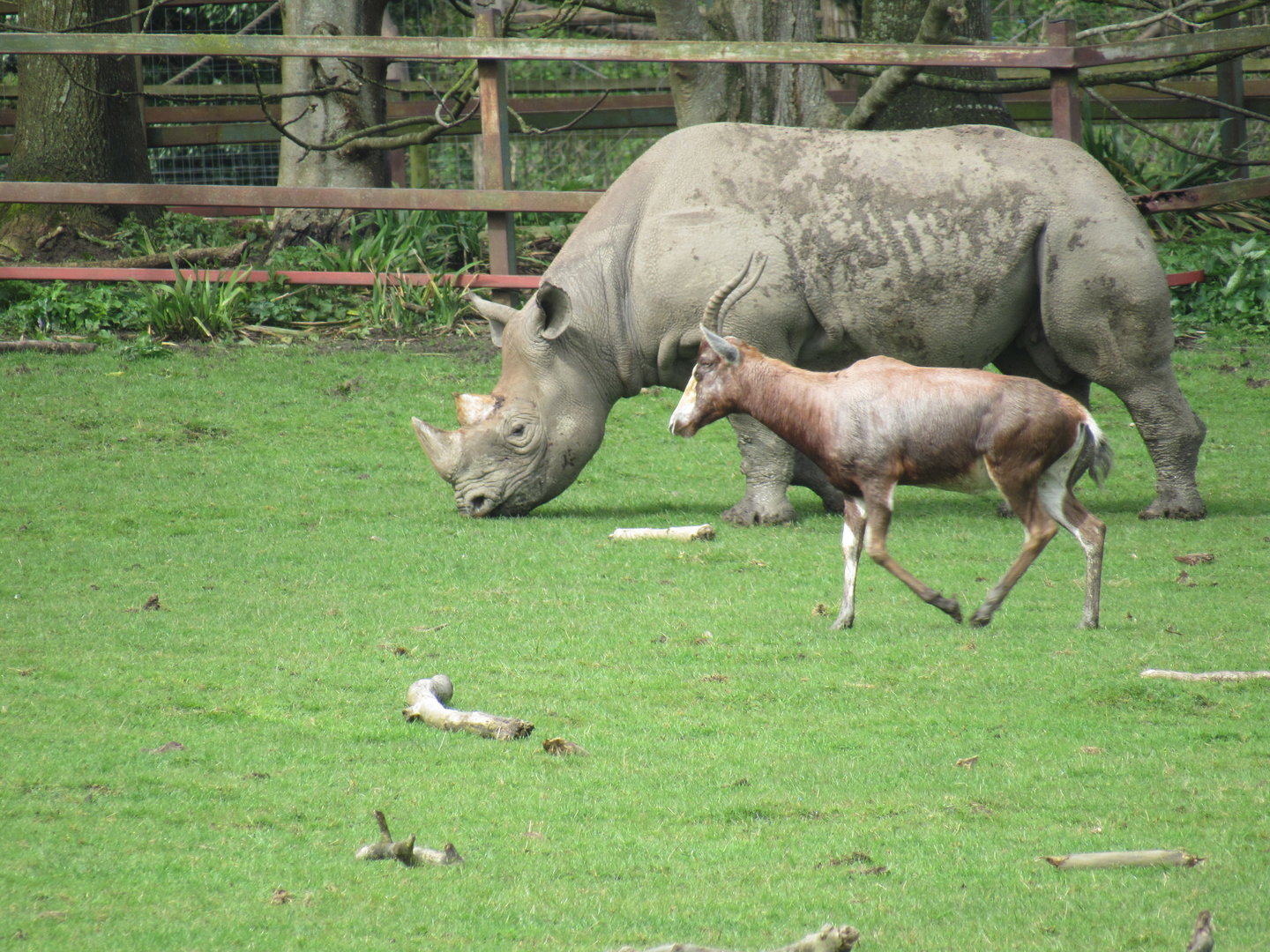 Eastern Black Rhinoceros and Blesbok