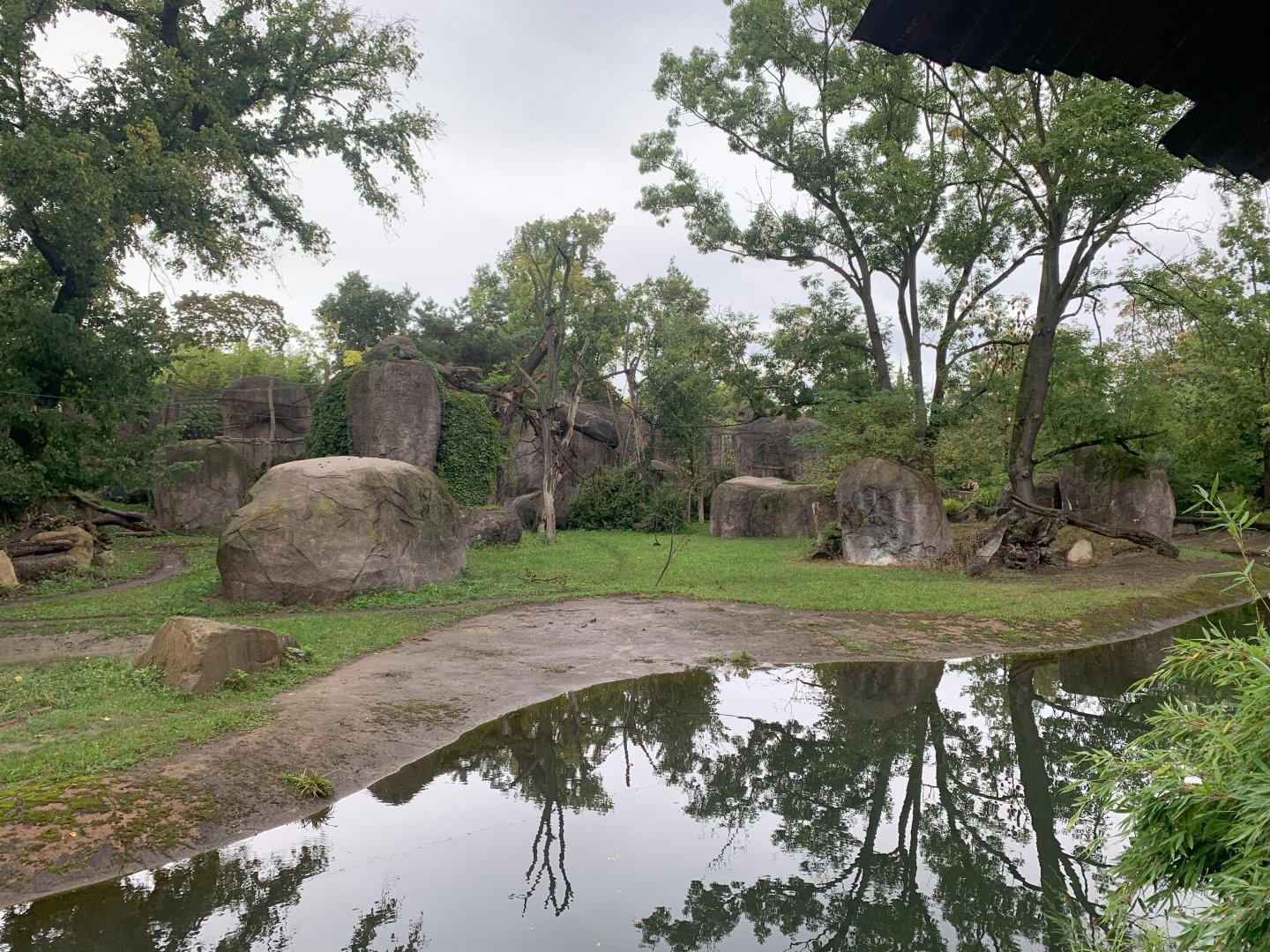 Eastern Black Rhinoceros and South African Cheetah forested enclosure - Africa