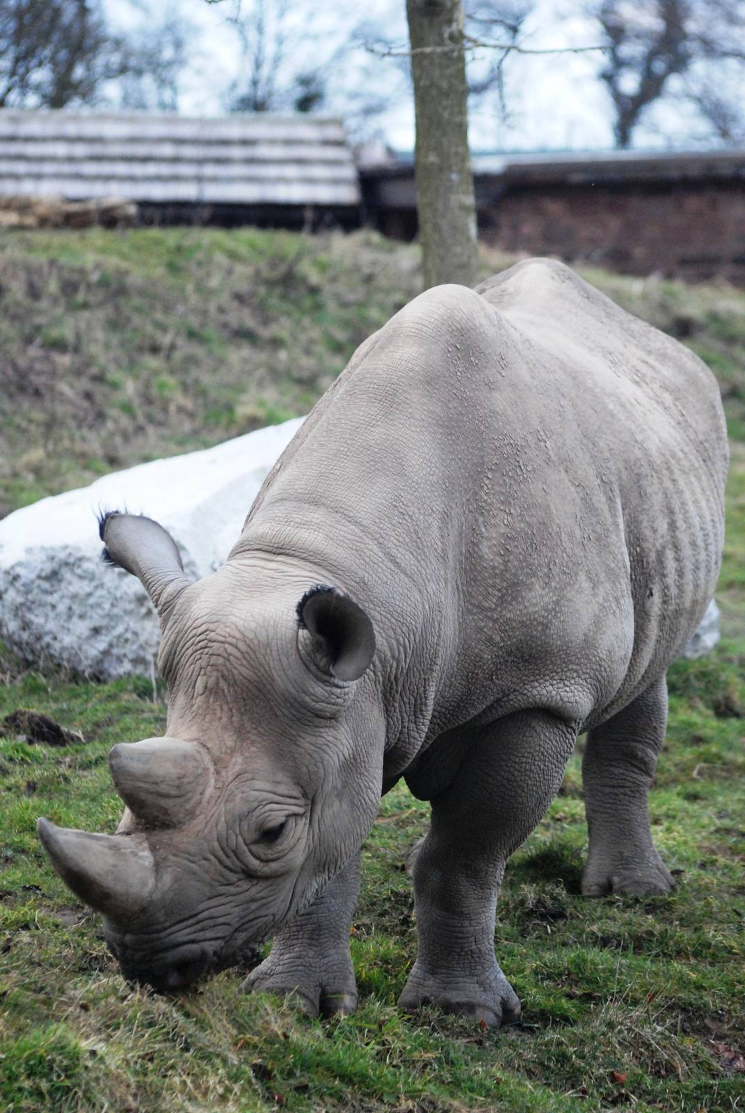 Eastern Black Rhinoceros at Chester, 24/02/13
