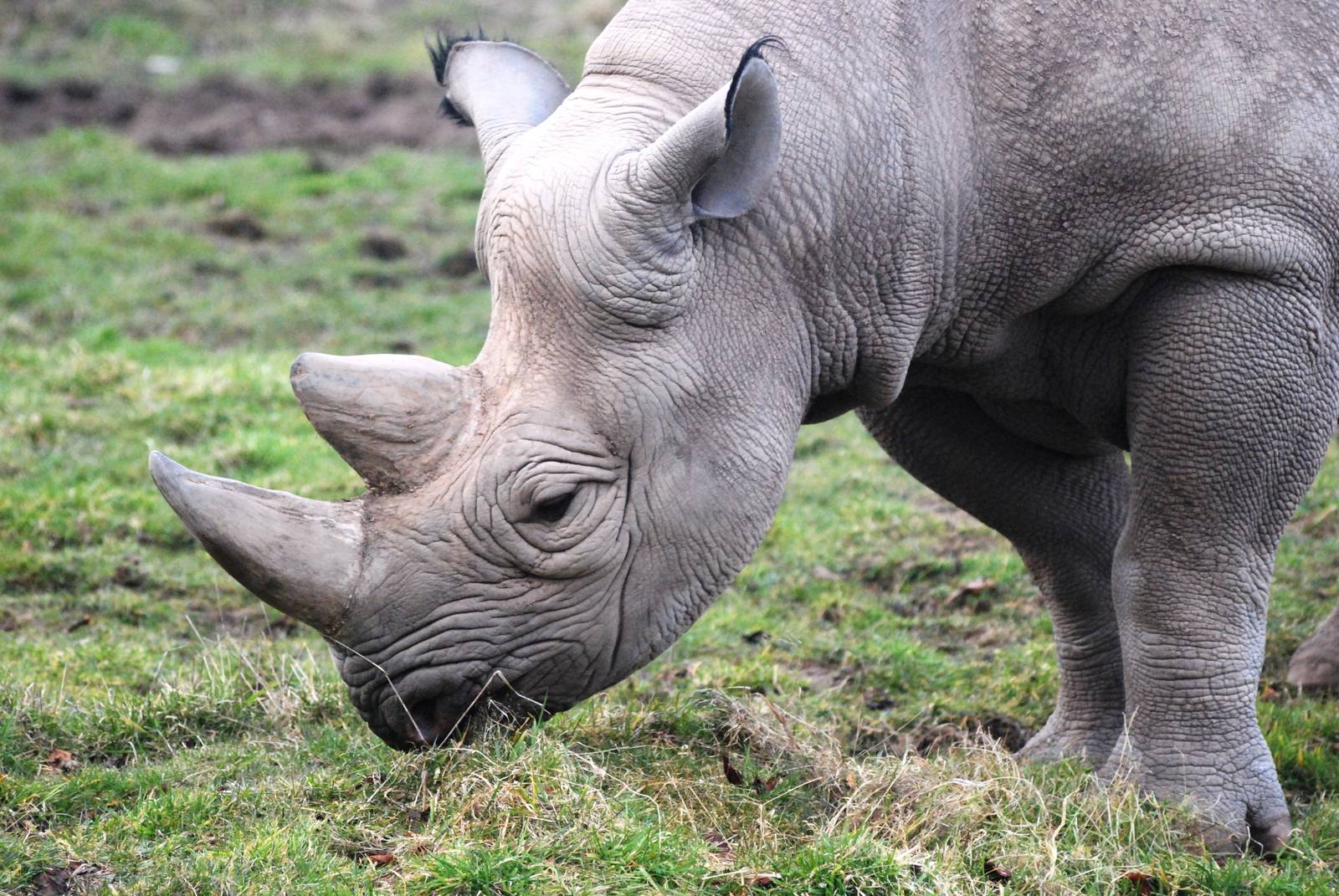 Eastern Black Rhinoceros at Chester, 24/02/13