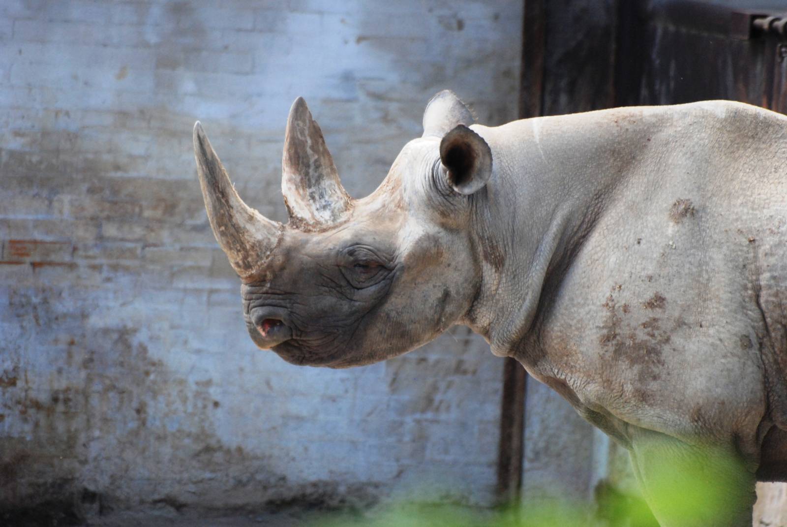 Eastern Black Rhinoceros at Dvur Kralove, 27/08/12