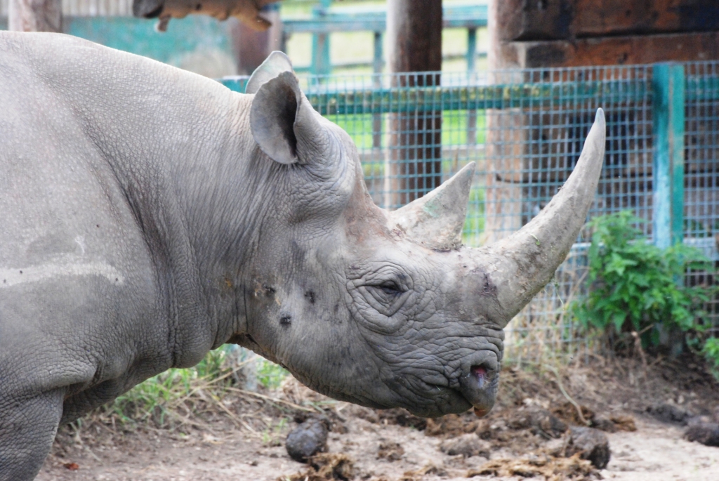 Eastern Black Rhinoceros at Howletts, 30/08/14