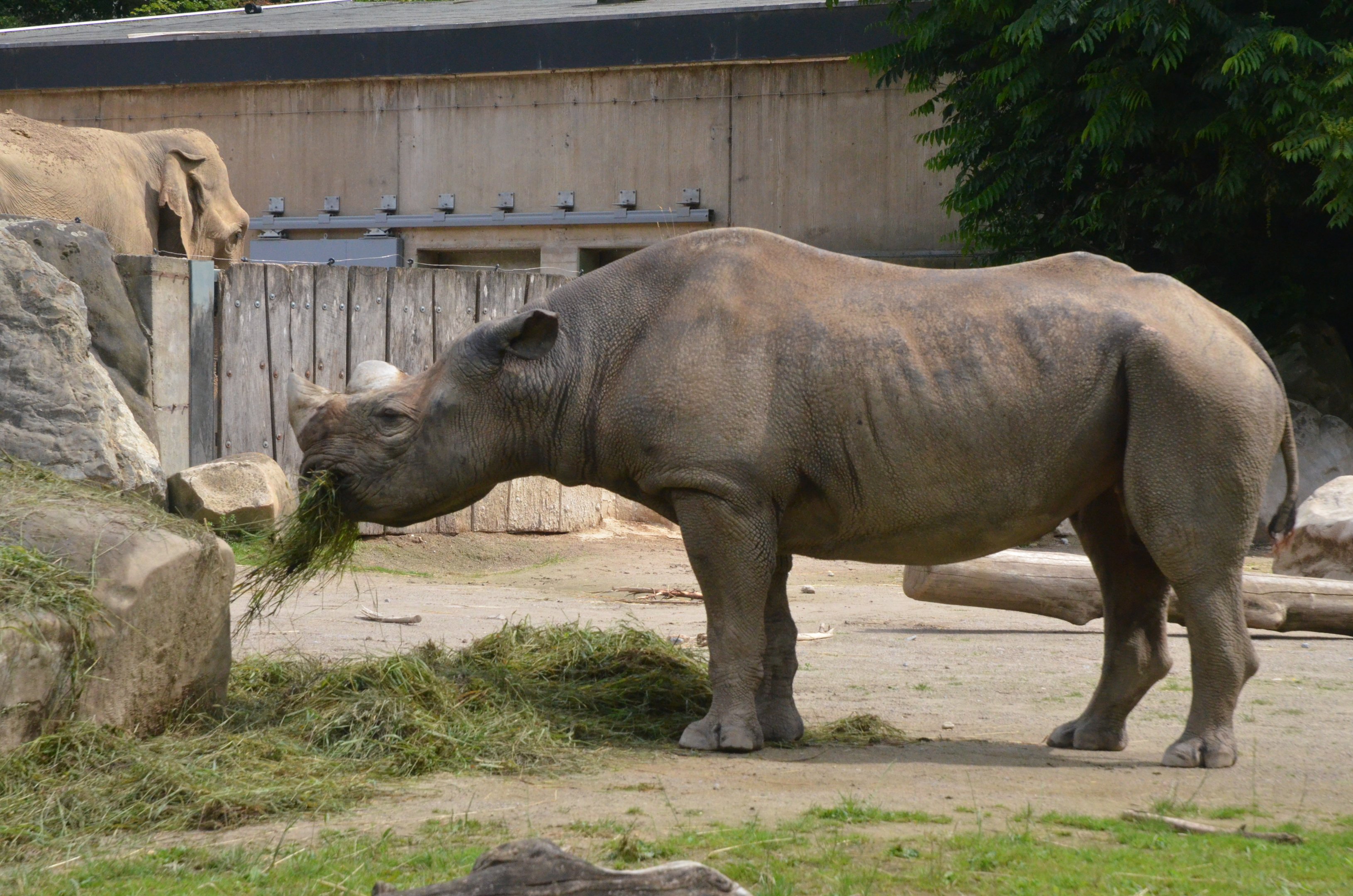 Eastern Black Rhinoceros at Krefeld, 15/06/19