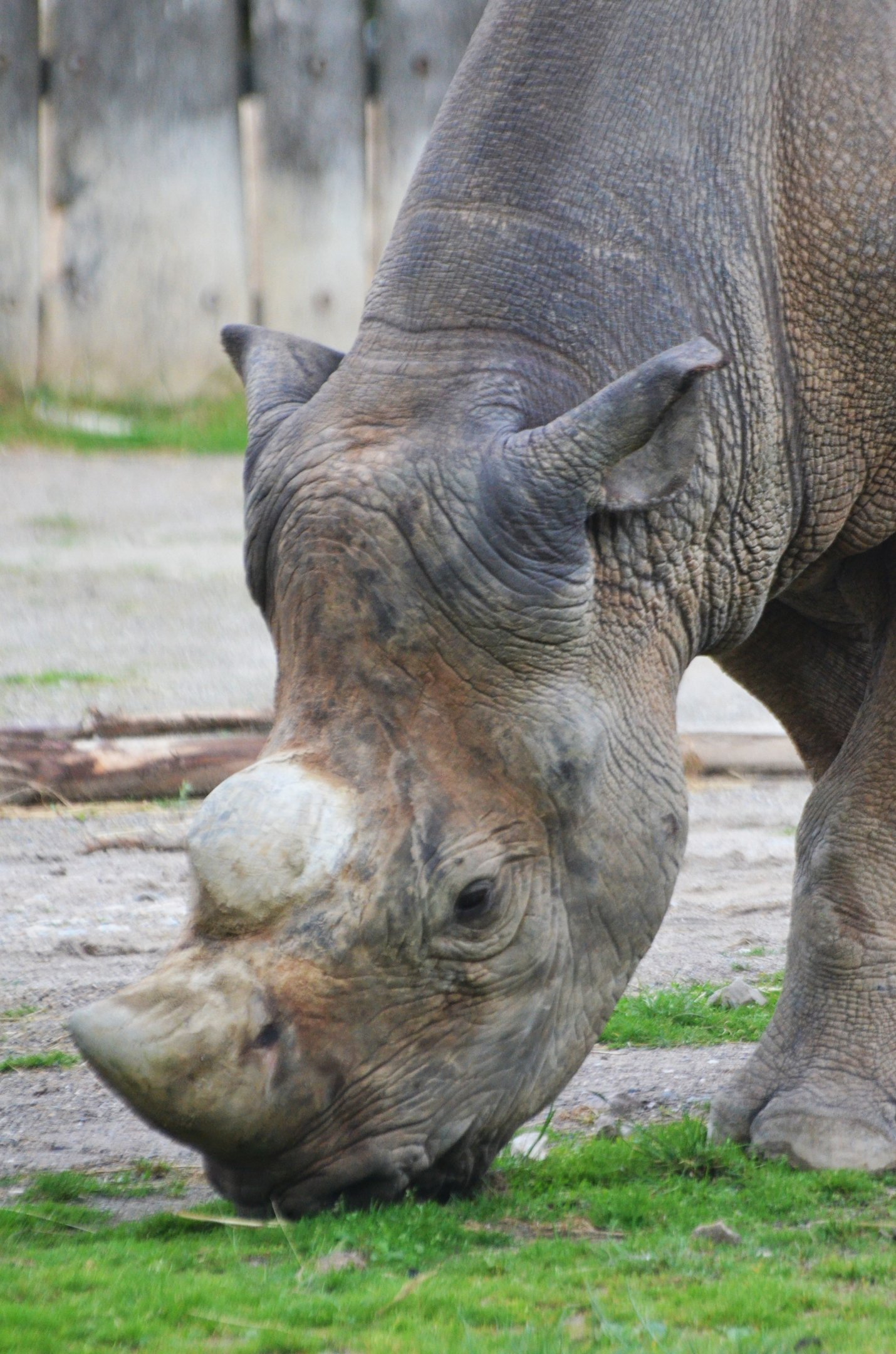 Eastern Black Rhinoceros at Krefeld, 15/06/19