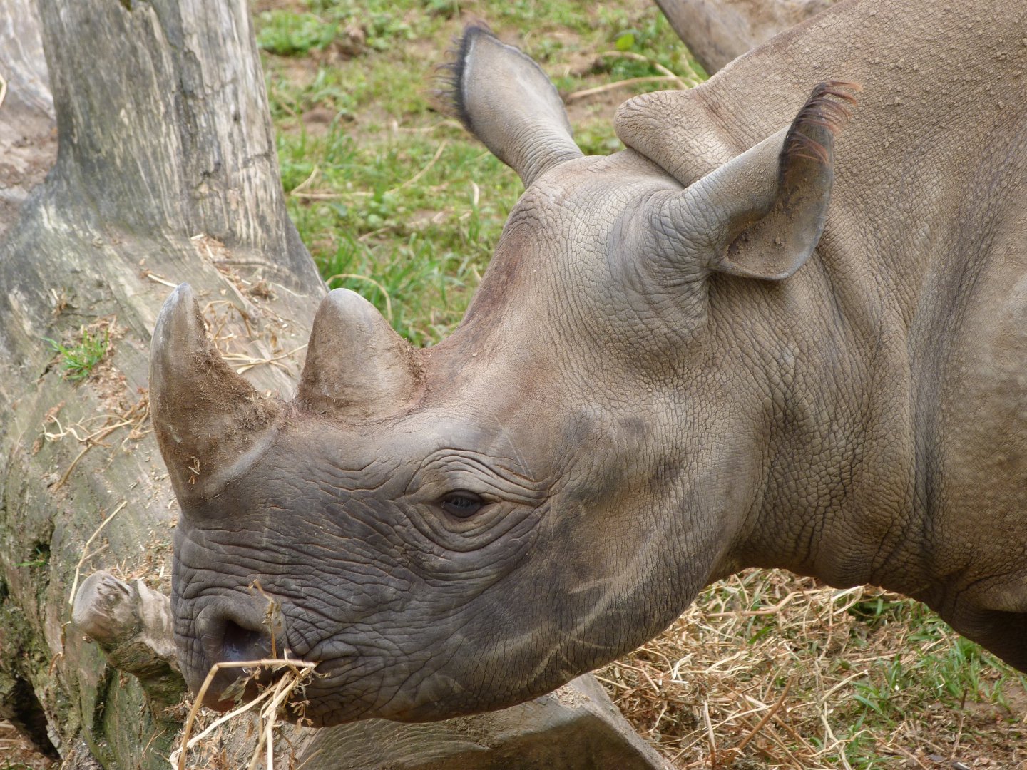 Eastern black rhinoceros -Bioparc de Doué la Fontaine (2025)