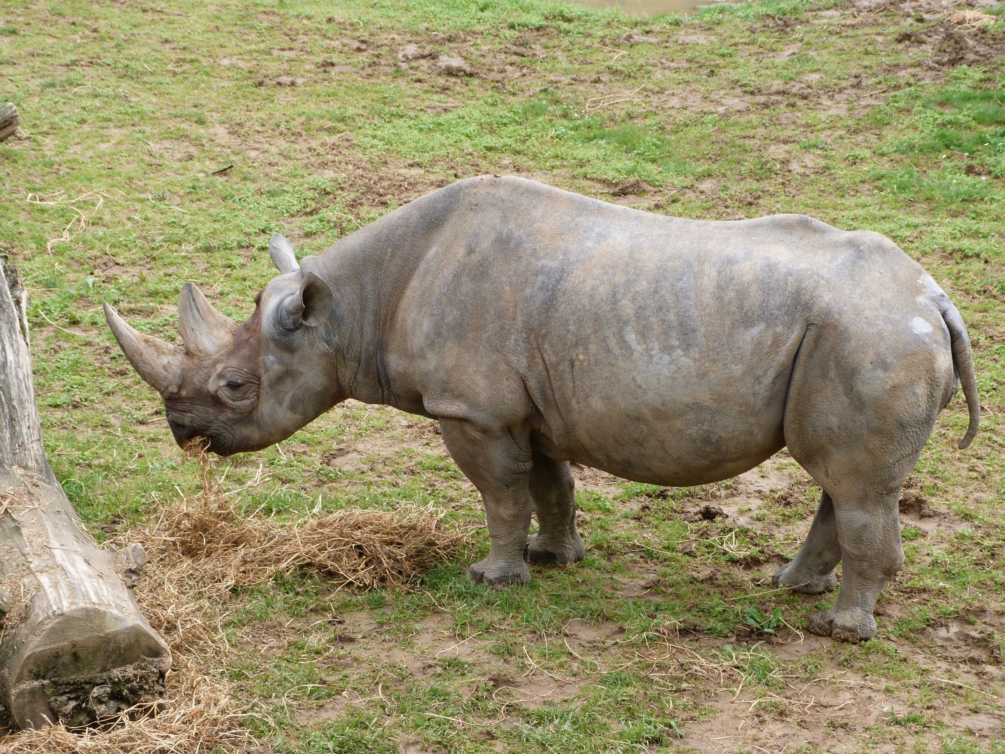 Eastern black rhinoceros -Bioparc de Doué la Fontaine (2025)