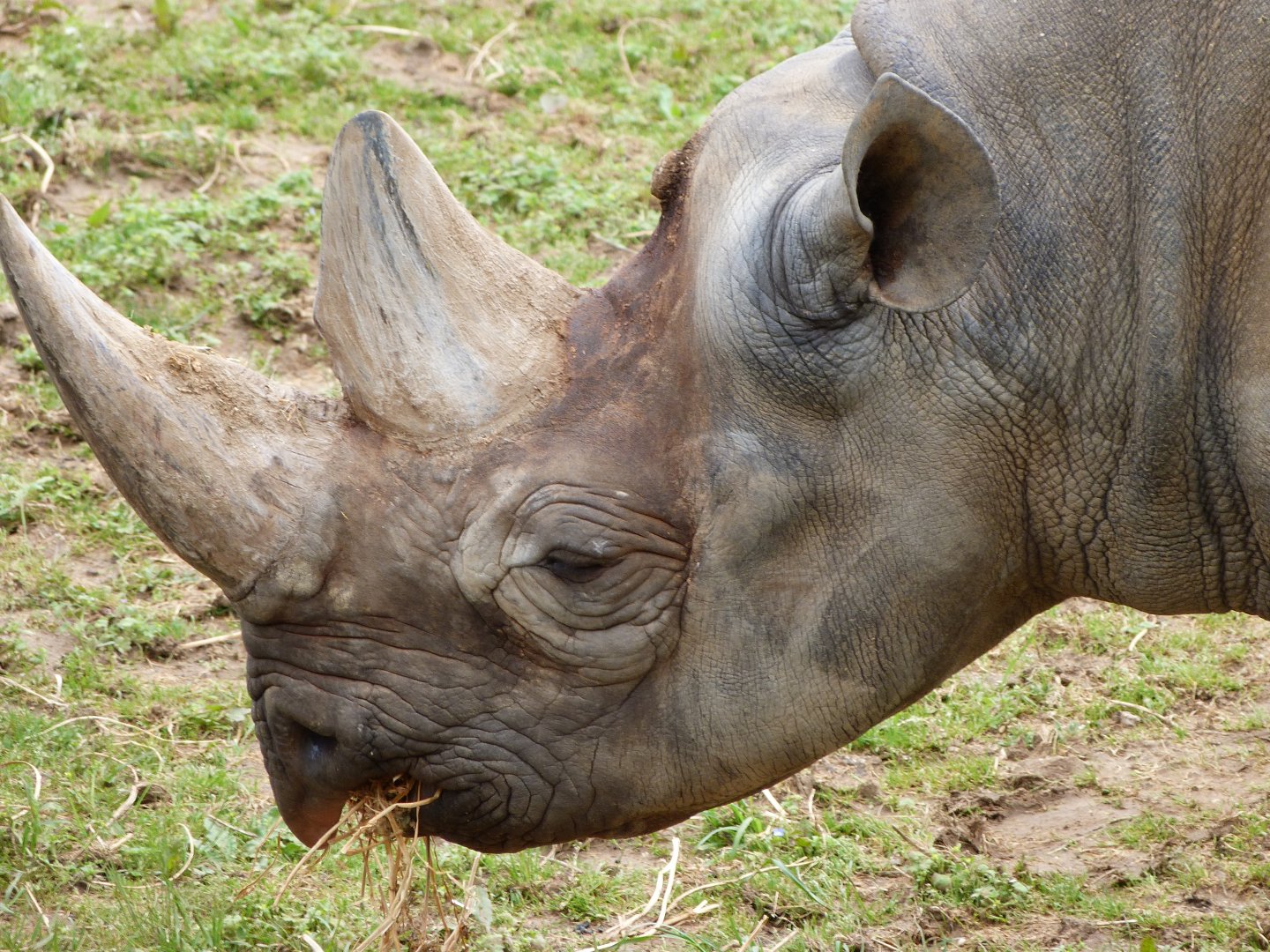 Eastern black rhinoceros -Bioparc de Doué la Fontaine (2025)