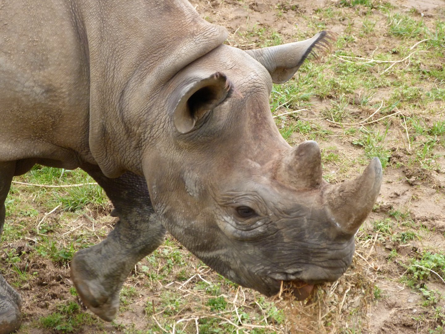 Eastern black rhinoceros -Bioparc de Doué la Fontaine (2025)