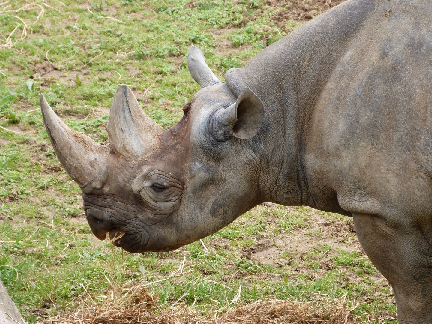 Eastern black rhinoceros -Bioparc de Doué la Fontaine (2025)