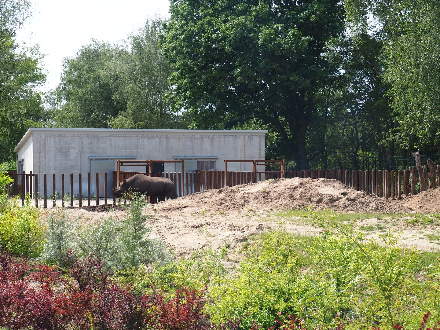 Eastern black rhinoceros building, 2022-06-12