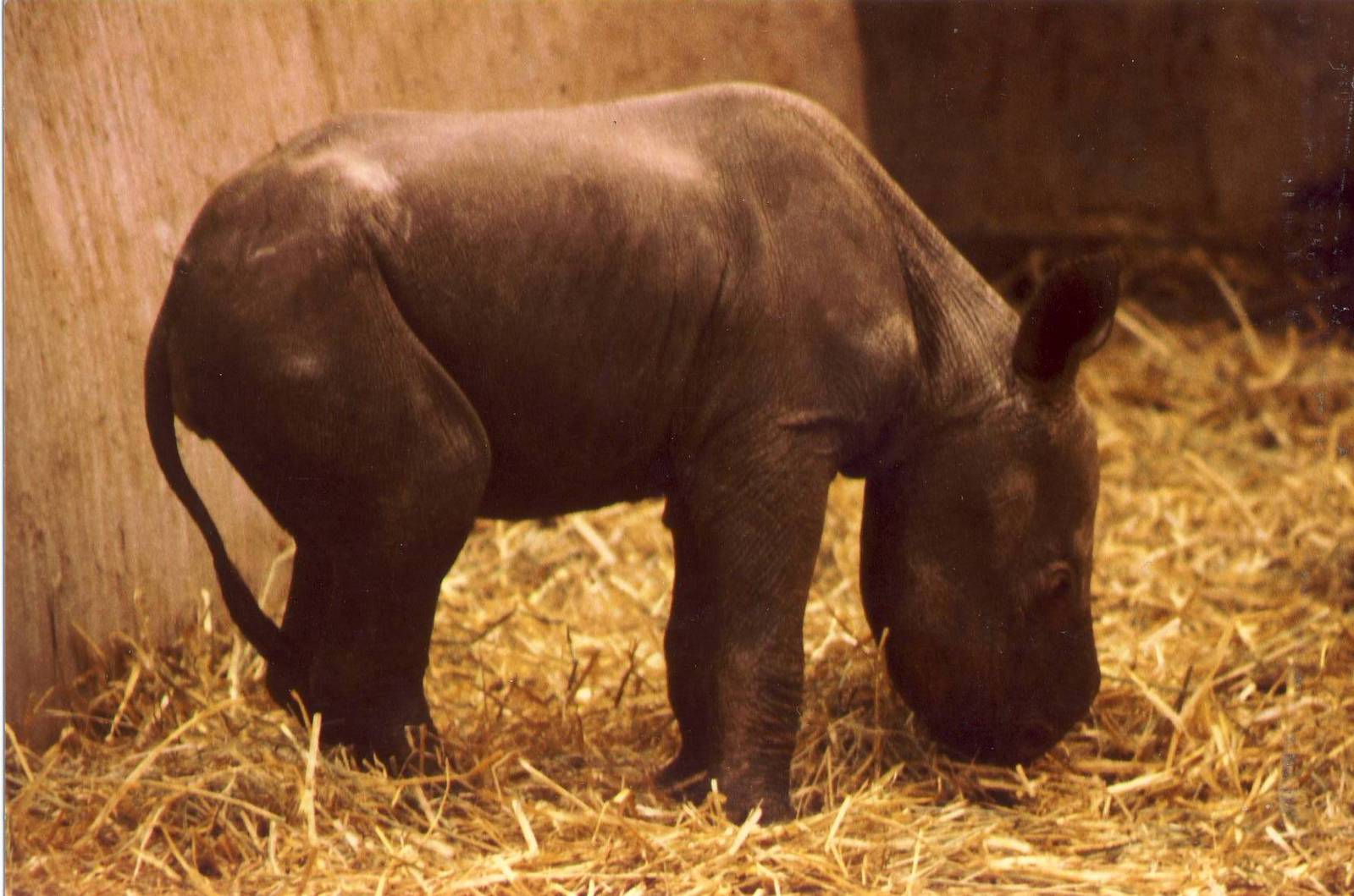 Eastern Black Rhinoceros calf Manyara Chester Zoo 31 August 1998