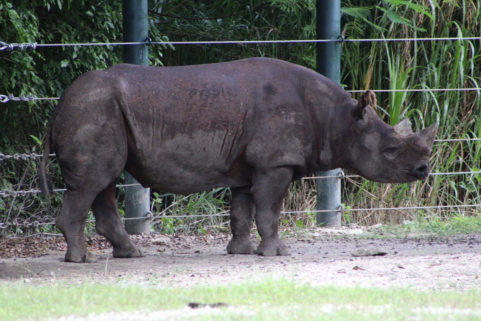 Eastern Black Rhinoceros (D. b. michaeli)