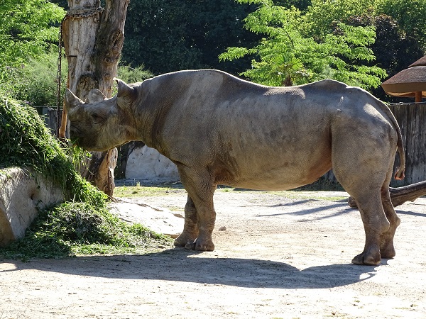 Eastern black rhinoceros (Diceros bicornis michaeli) (07/22)