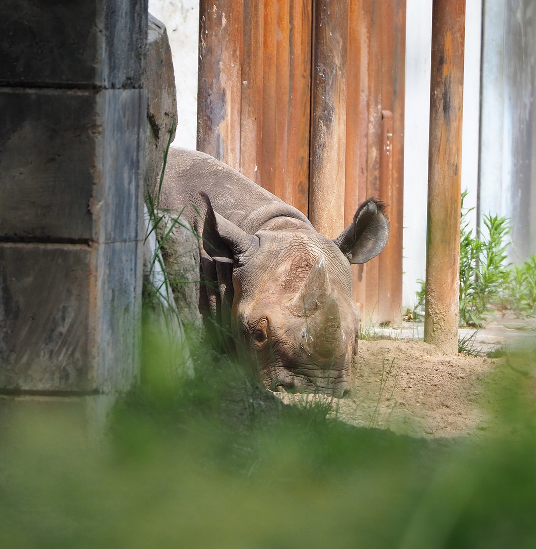 Eastern black rhinoceros (Diceros bicornis michaeli), 2022-06-12