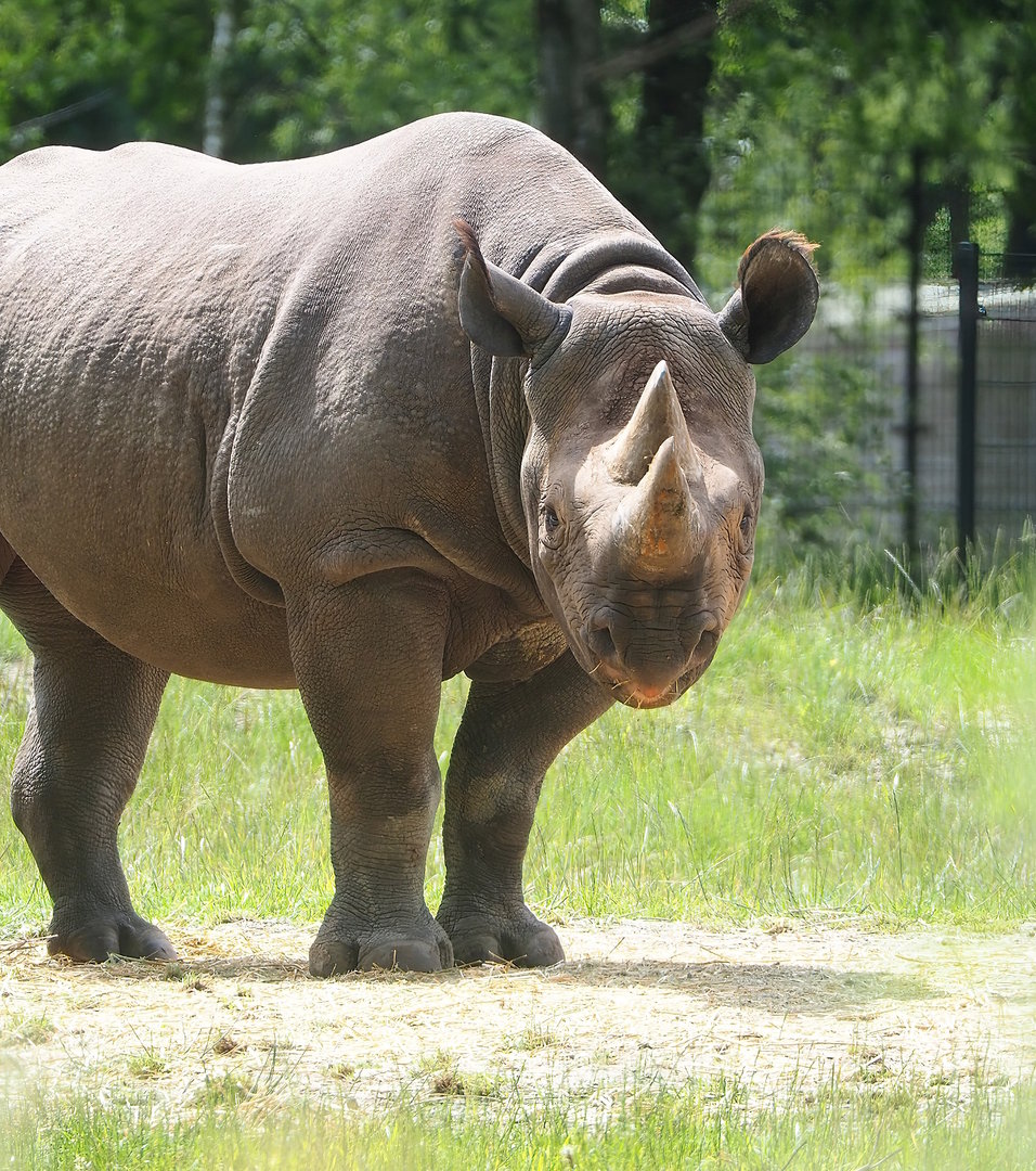 Eastern black rhinoceros (Diceros bicornis michaeli), 2022-06-12