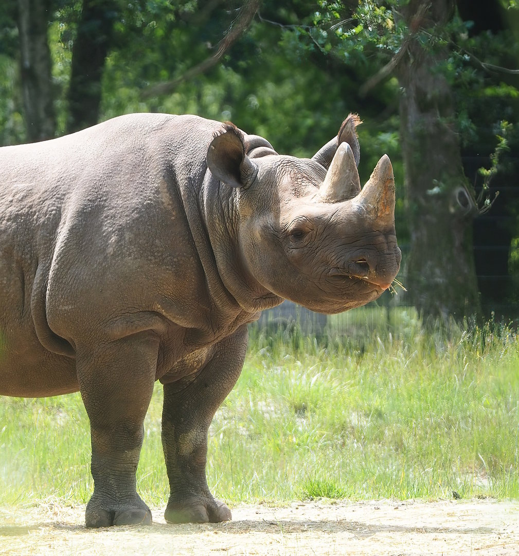 Eastern black rhinoceros (Diceros bicornis michaeli), 2022-06-12