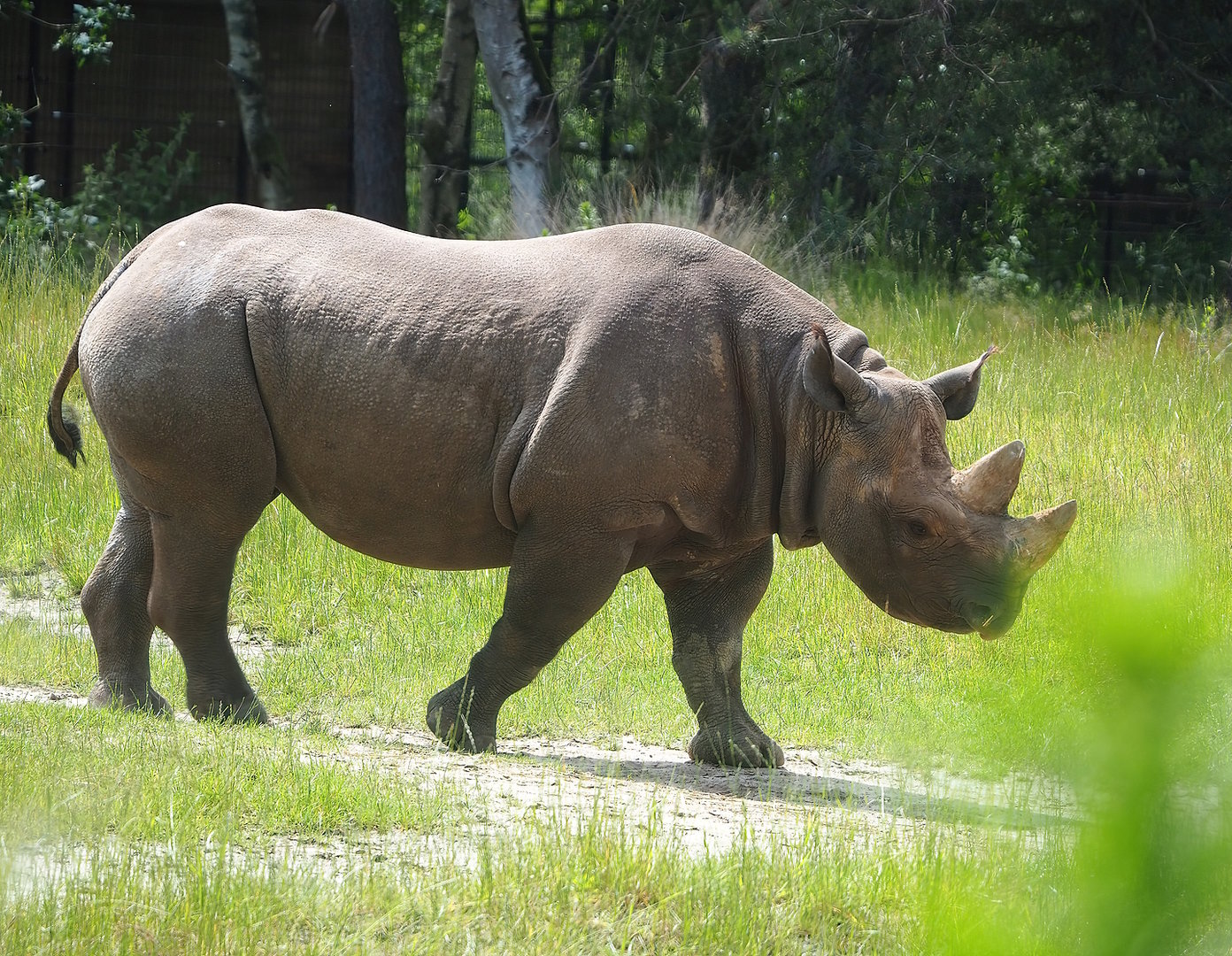 Eastern black rhinoceros (Diceros bicornis michaeli), 2022-06-12