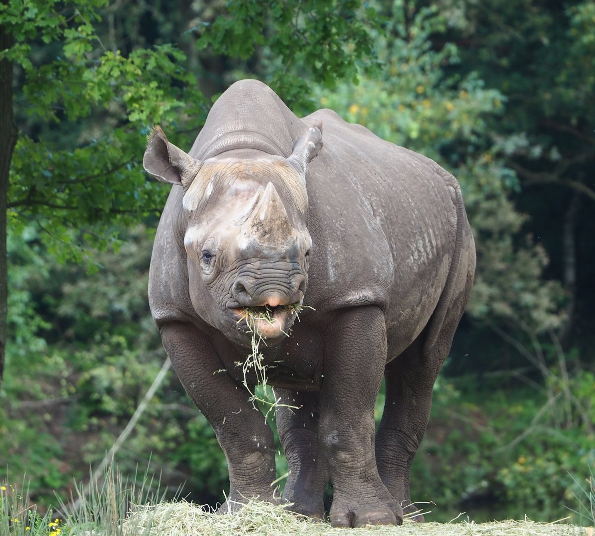 Eastern black rhinoceros (Diceros bicornis michaeli), 2023-08-15