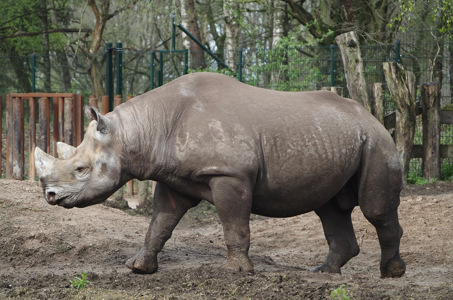 Eastern black rhinoceros (Diceros bicornis michaeli), 2024-04-06