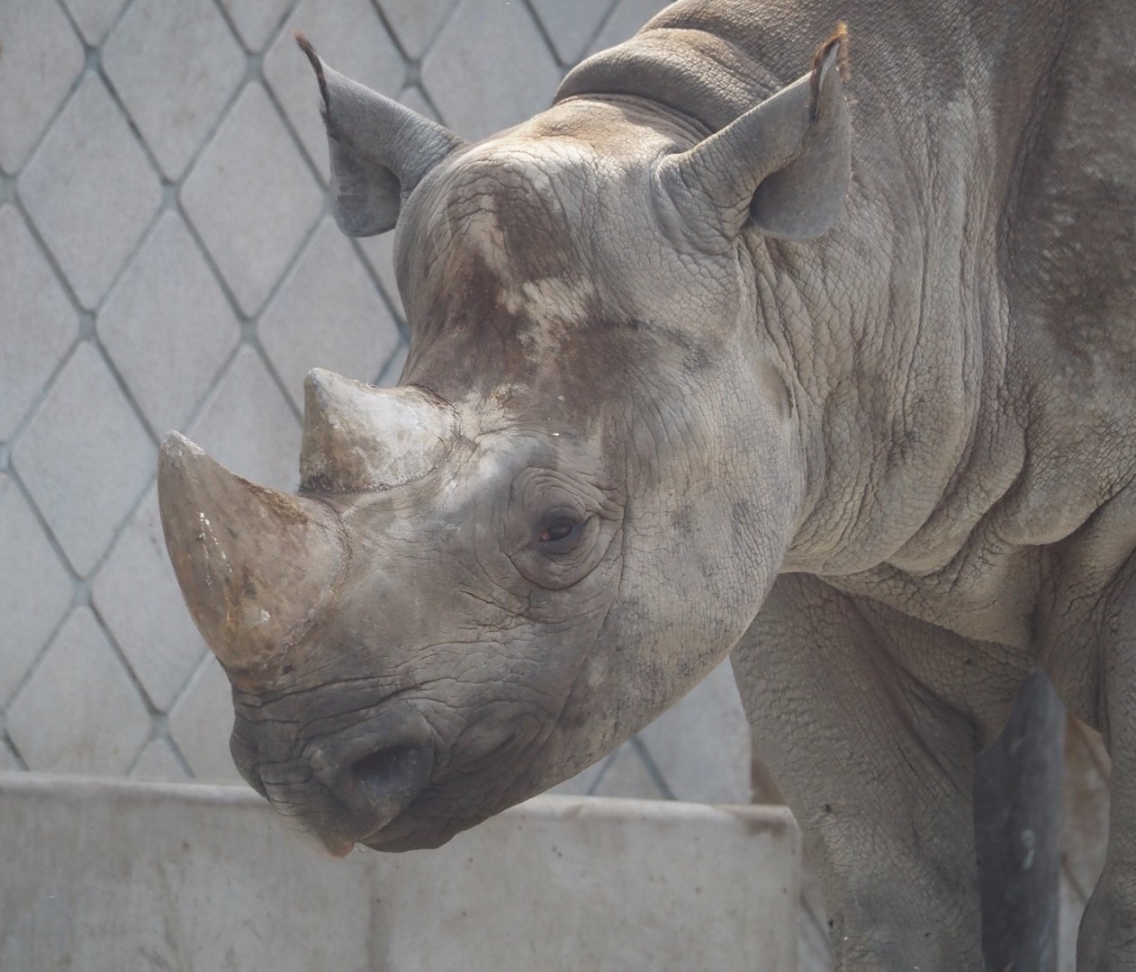 Eastern black rhinoceros (Diceros bicornis michaeli), 2024-06-30