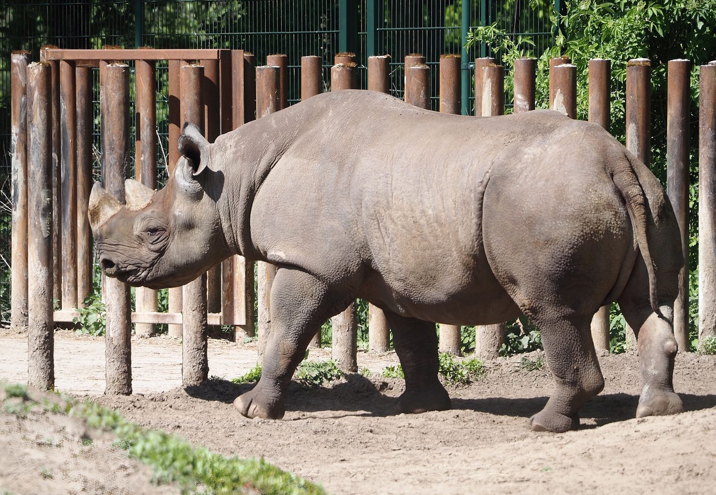 Eastern black rhinoceros (Diceros bicornis michaeli), 2025-04-30
