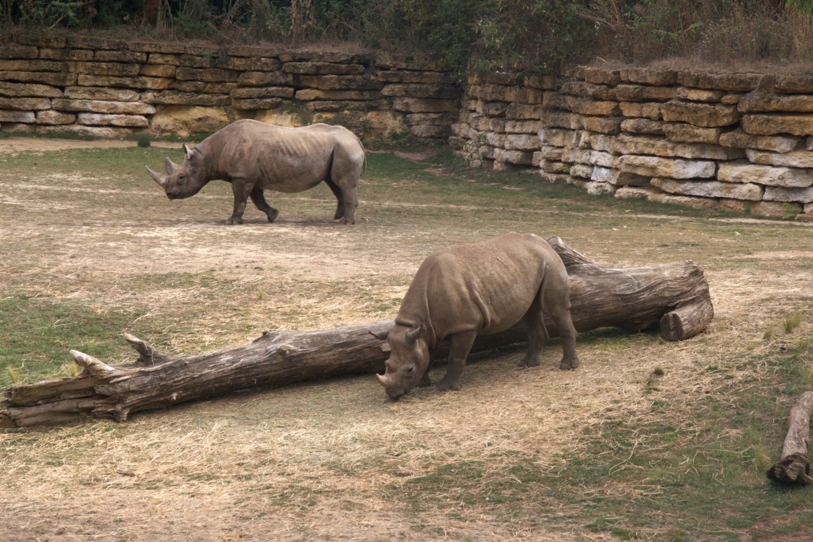 Eastern Black Rhinoceros (Diceros bicornis michaeli), 27-08-25