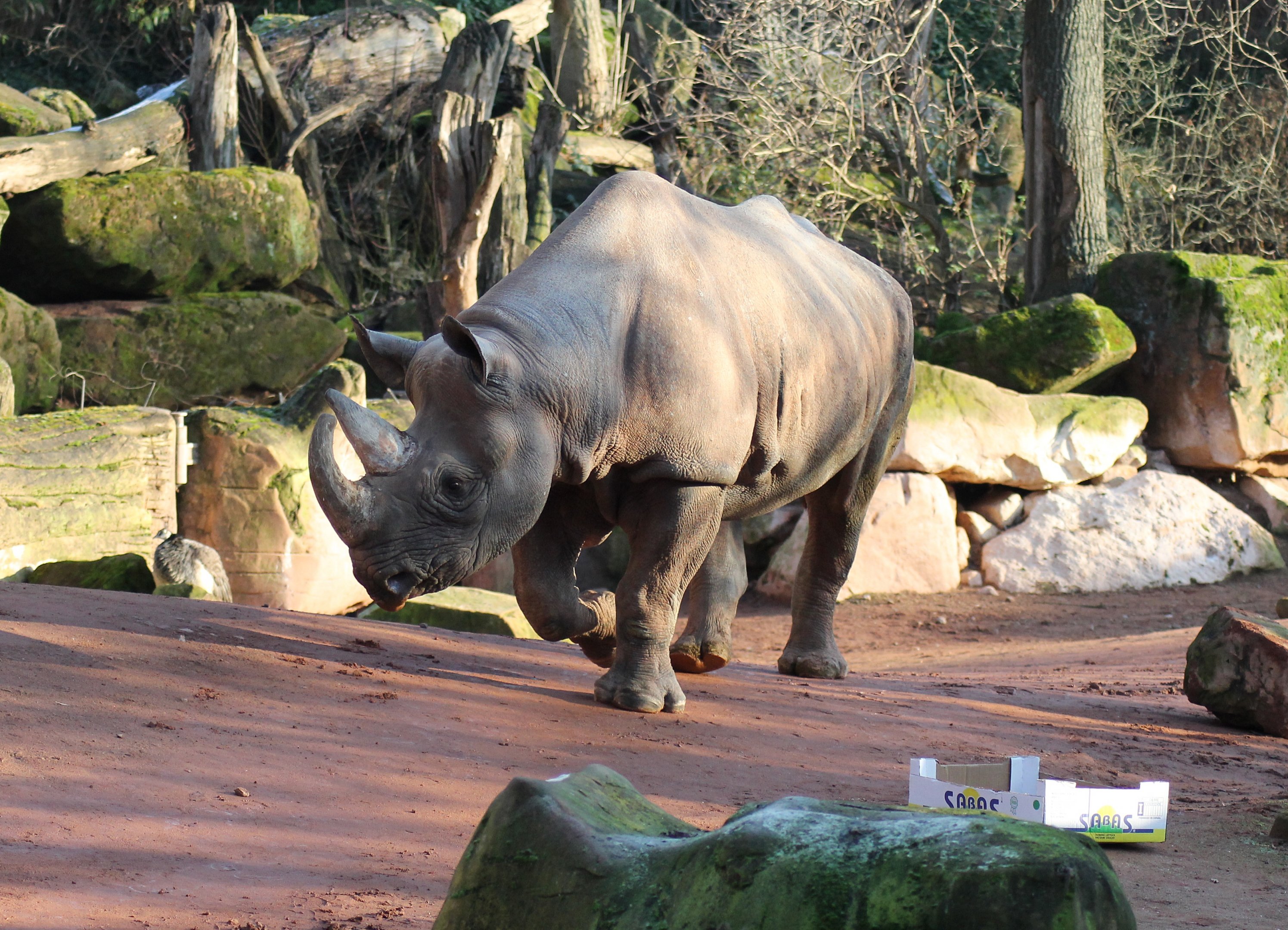 Eastern black rhinoceros (Diceros bicornis michaeli) - "Afrika Sambesi"