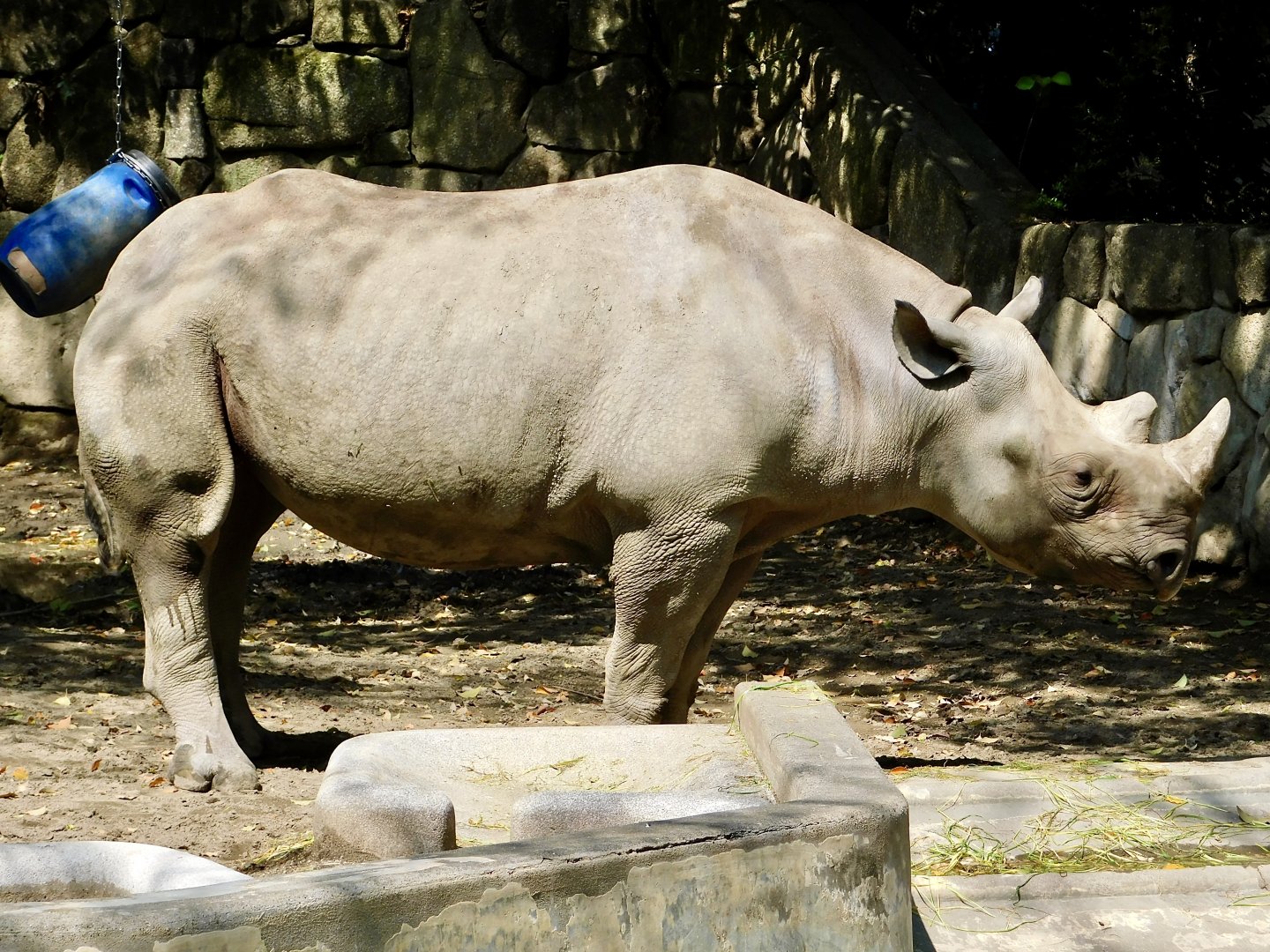 Eastern Black Rhinoceros (Diceros bicornis michaeli) April 12, 2025
