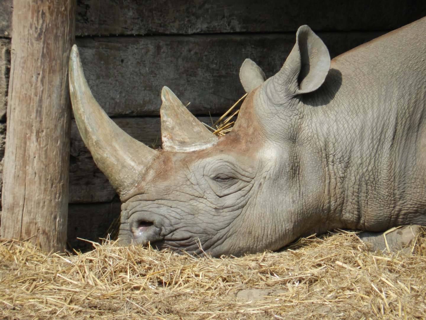 Eastern Black Rhinoceros (Diceros bicornis michaeli) at Howletts Wild Animal Park, England