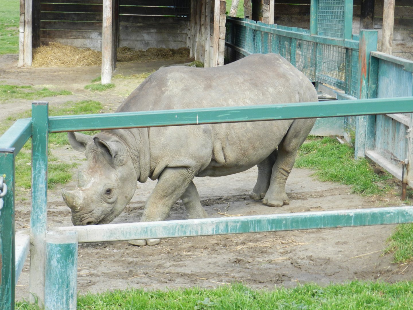 Eastern Black Rhinoceros (Diceros bicornis michaeli) at Howletts Wild Animal Park, England