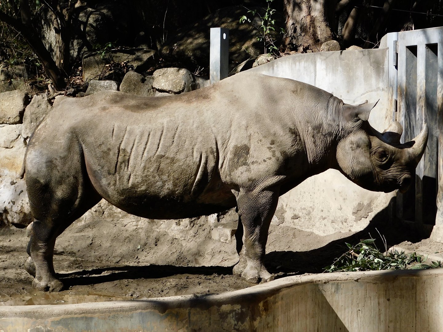 Eastern Black Rhinoceros (Diceros bicornis michaeli) February 23, 2025