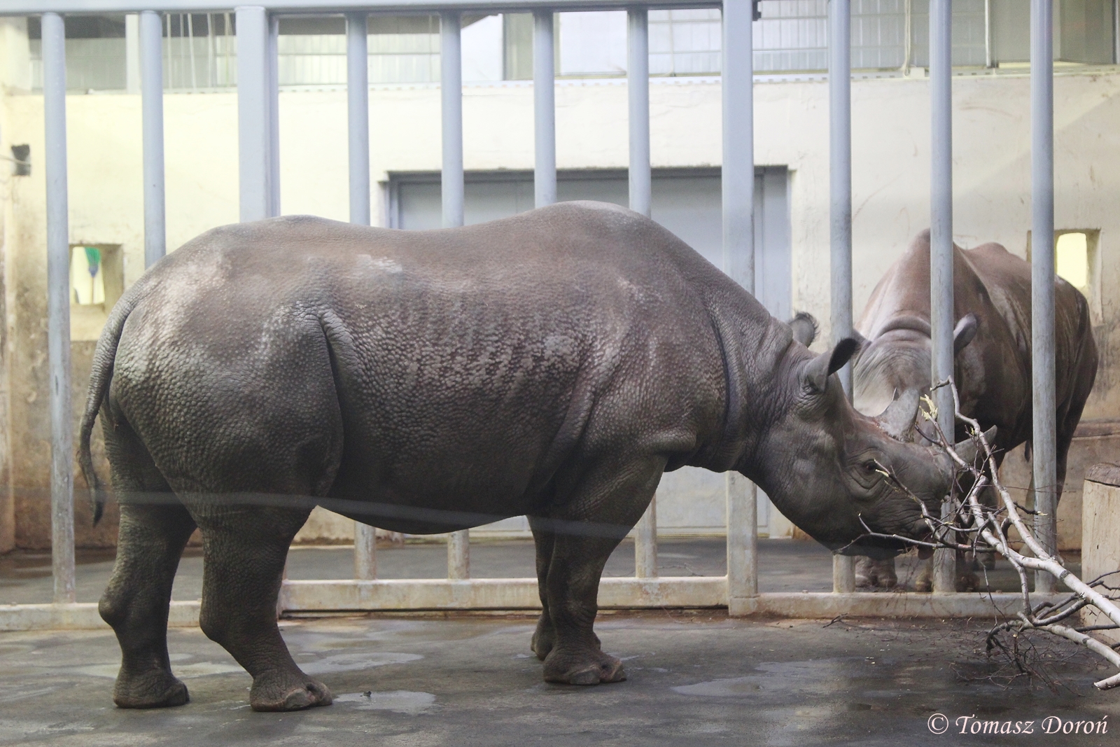 Eastern Black Rhinoceros (Diceros bicornis michaeli), January 2016