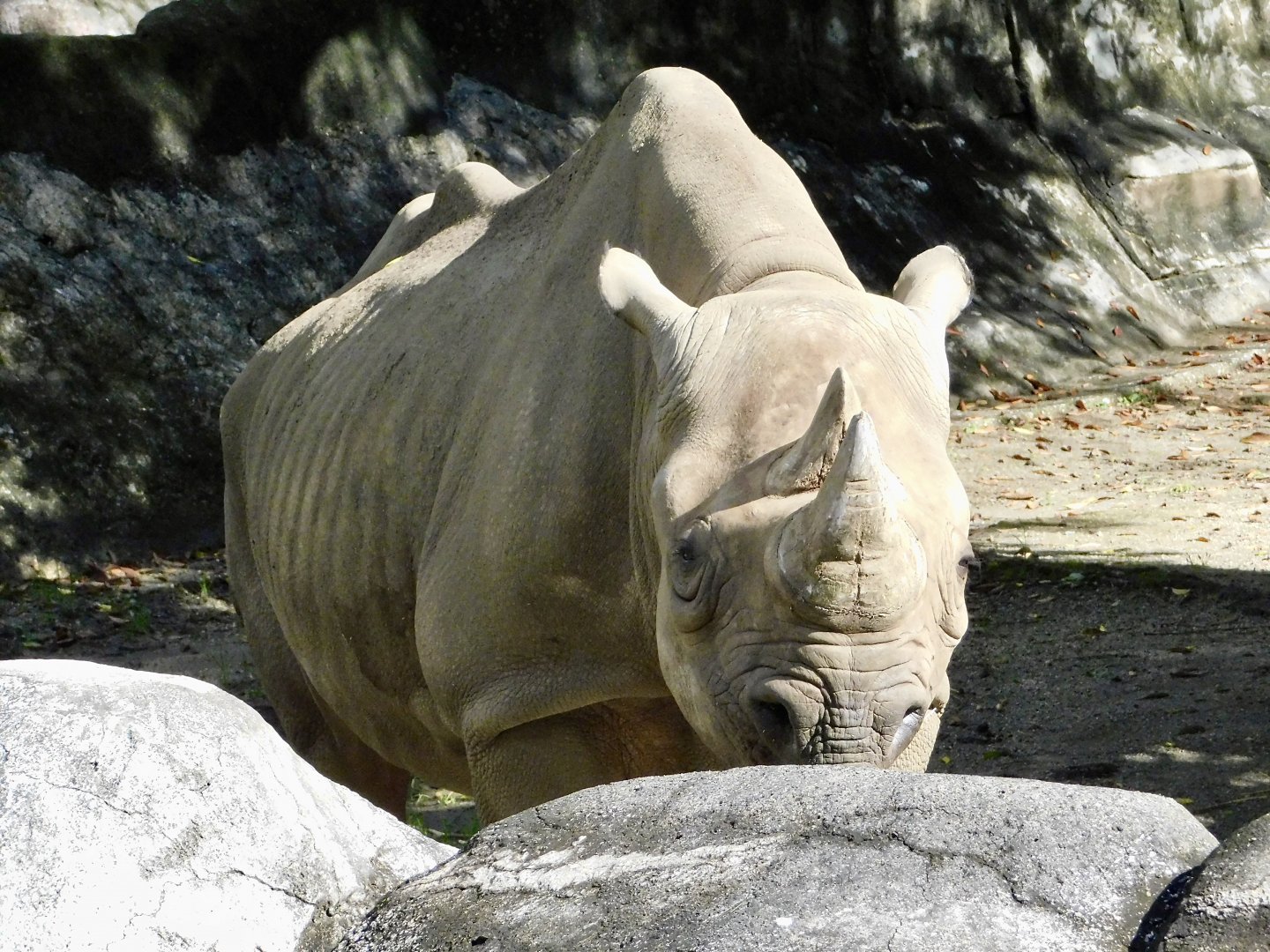 Eastern Black Rhinoceros (Diceros bicornis michaeli) November 1, 2025
