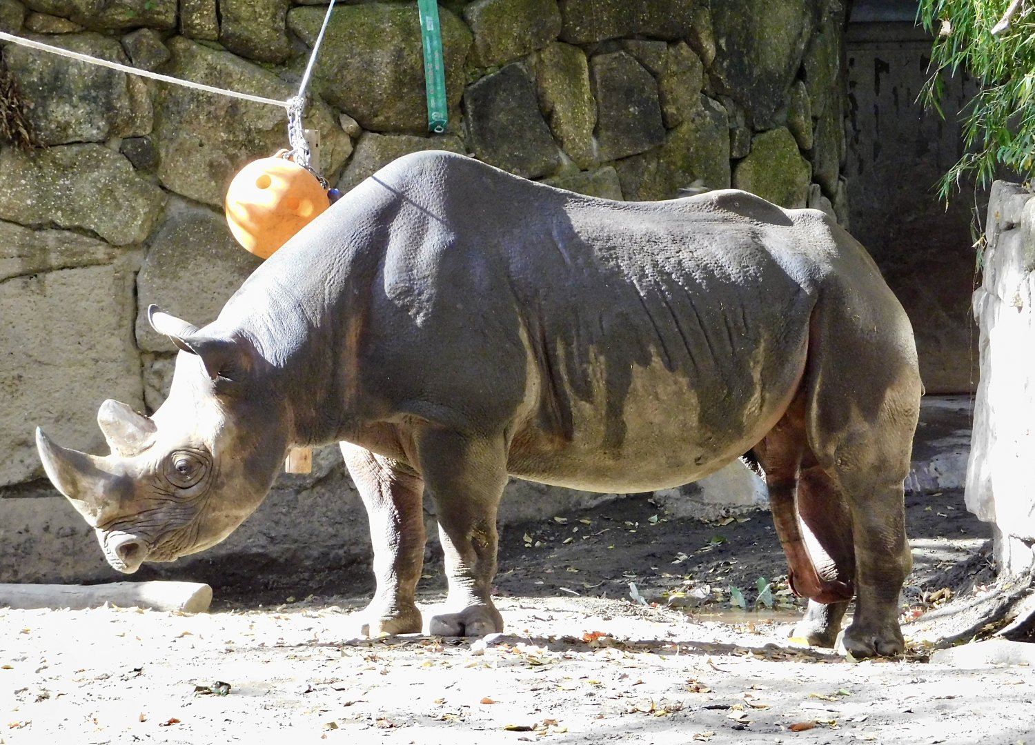 Eastern Black Rhinoceros (Diceros bicornis michaeli) November 29, 2025