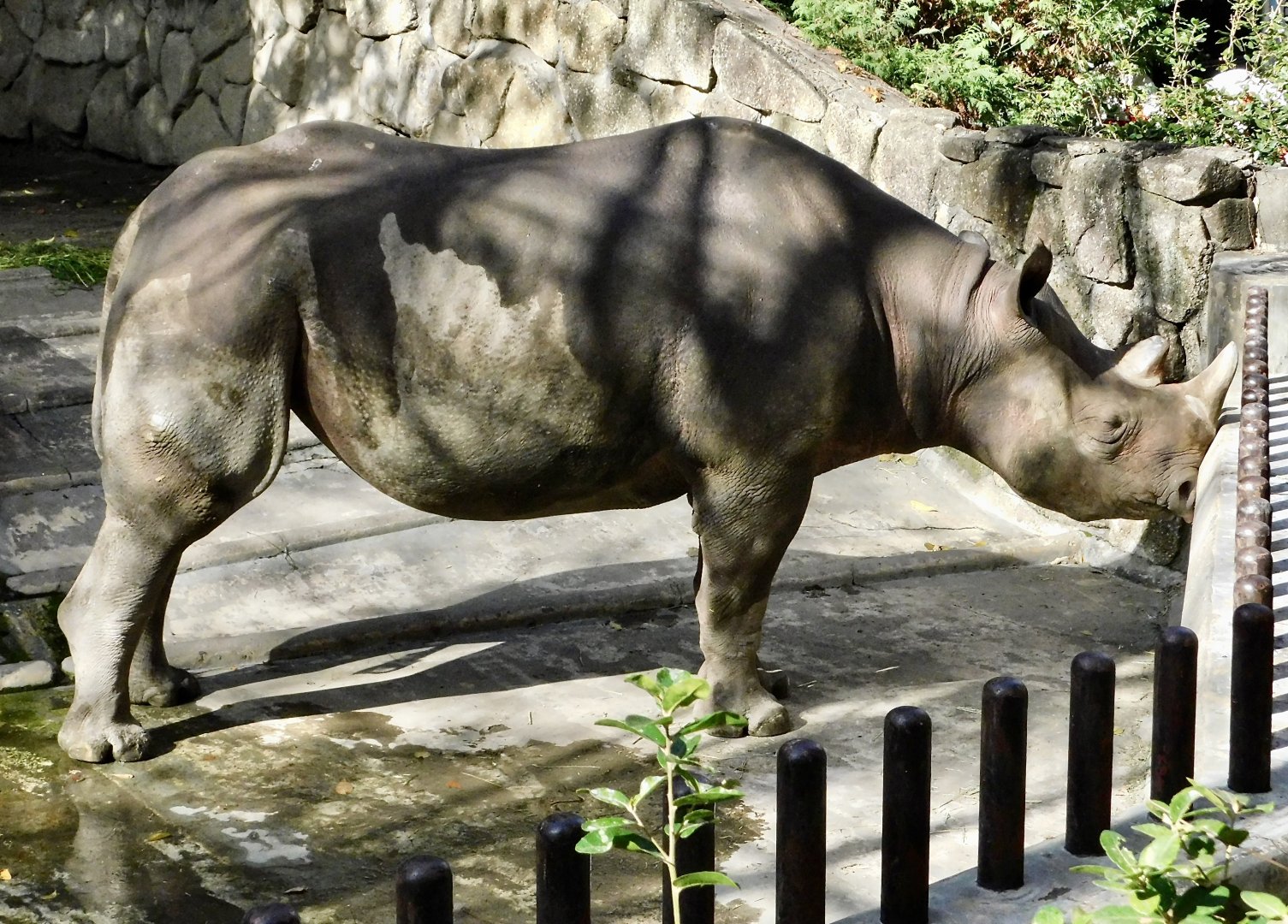 Eastern Black Rhinoceros (Diceros bicornis michaeli) November 29, 2025