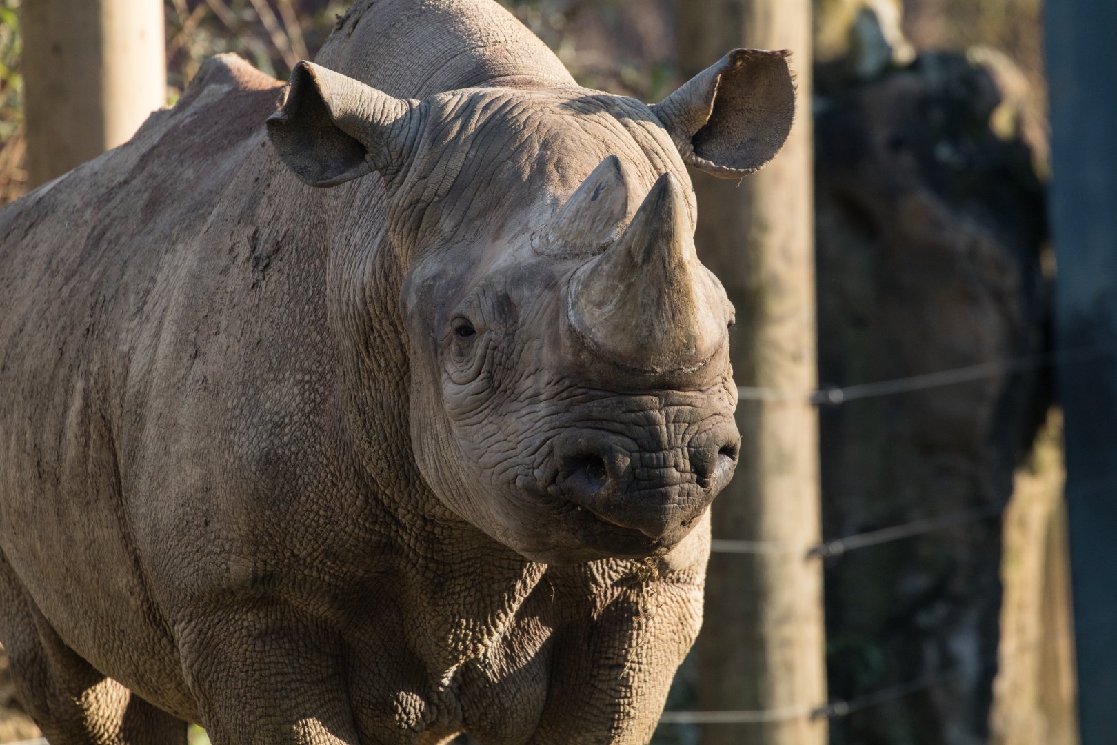 Eastern black rhinoceros (Diceros bicornis michaeli) "Usoni"