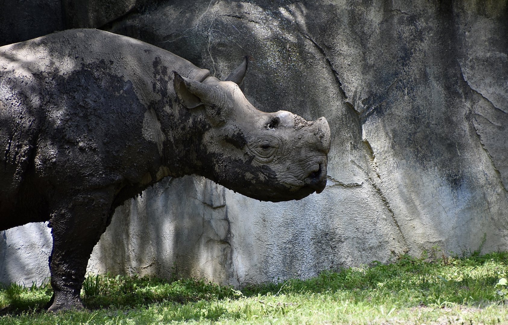 Eastern Black Rhinoceros (Diceros bicornis michaeli) with strange horn
