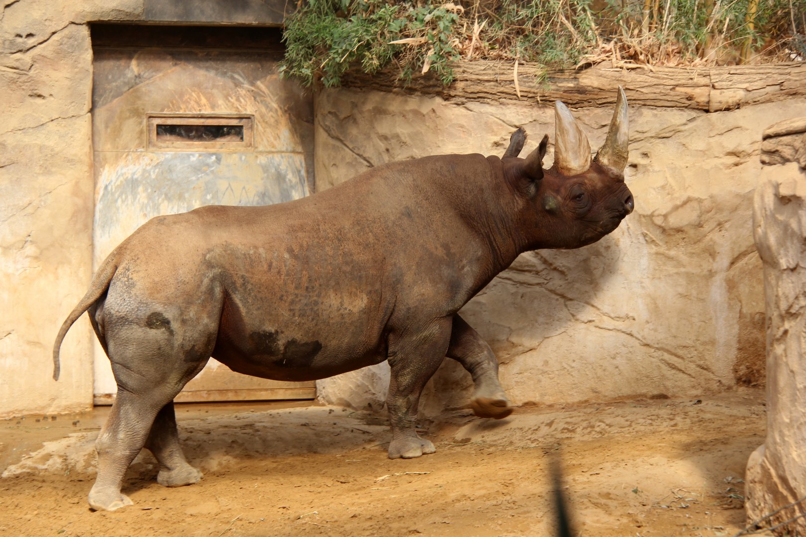 eastern black rhinoceros (Diceros bicornis michaeli)
