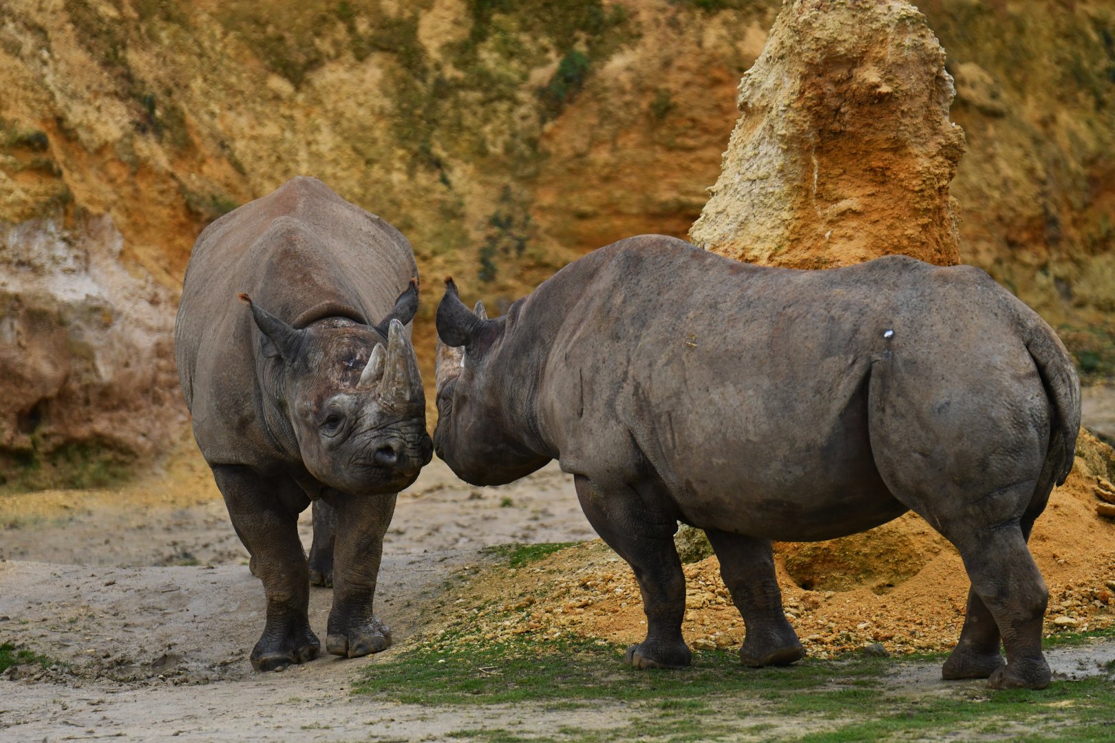 Eastern black rhinoceros (Diceros bicornis michaeli)