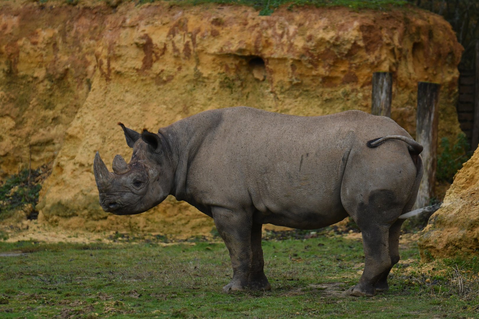 Eastern black rhinoceros (Diceros bicornis michaeli)